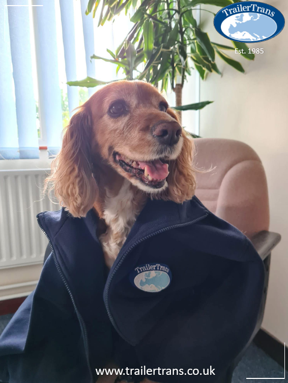 Dog wearing TrailerTrans jacket celebrating National Dog Day